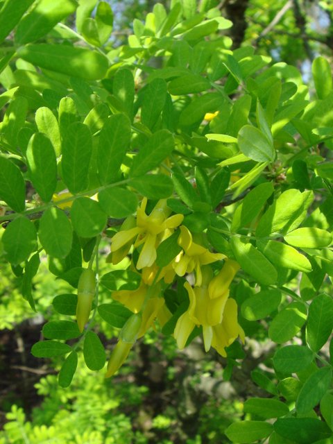 Caragana microphylla fleur P1C